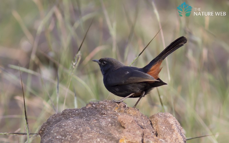 Indian Robin